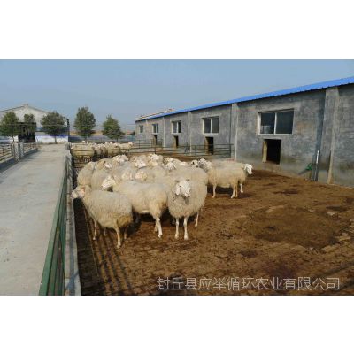 封丘县应举种羊场 小尾寒羊怀孕母羊 免费提供饲养技术