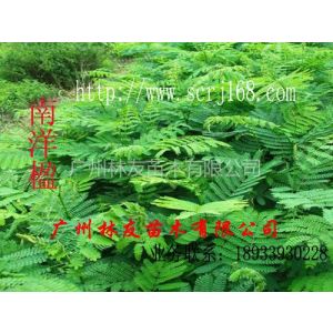 供应大量供应优质南洋楹树苗