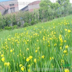 供应水生植物-日本花菖蒲，又名 黄花鸢尾、水生鸢尾