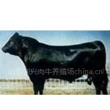 供应买牛 架子牛  种牛 牛犊