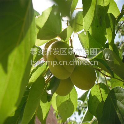 1۸ֲ磬