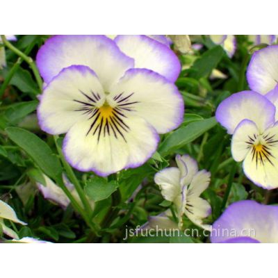 地被植物 地被植物型号 地被植物大全 地被植物型号大全 江苏富春园林有限公司