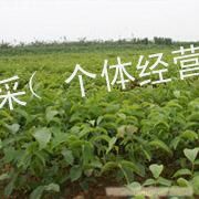 供应核桃苗成品苗 山东核桃苗种苗 核桃苗种苗价格 核桃苗资料批发