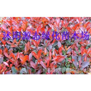 供应绿化苗木-海桐，紫荆，紫薇，白玉兰，栾树