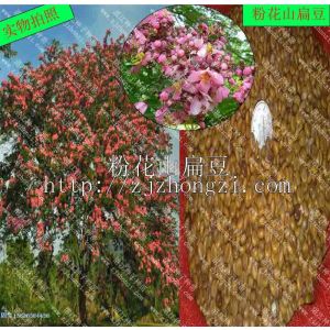 供应供应粉花山扁豆种子