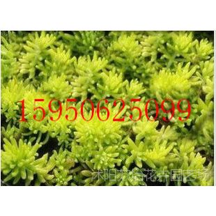 ���۽�Ҷ��ײ��ݶ��̻� 4.5Ԫһ�� ����ֱ���ƽ��ײ�ƺ