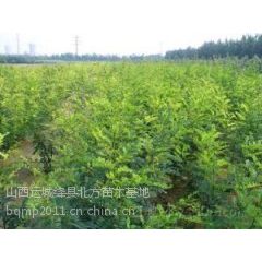 山西哪里有刺槐小苗