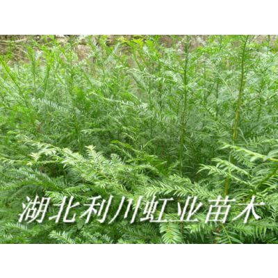 湖北利川红豆杉苗1米以红豆杉小苗红豆杉种子