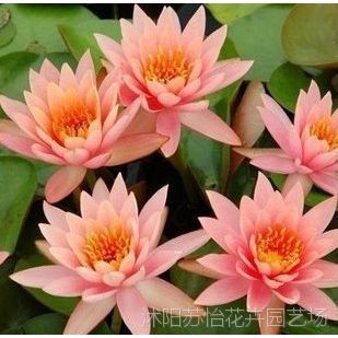 水培睡莲根块水培睡莲大睡莲价格 中国供应商 水培睡莲根块水培睡莲大睡莲价格 中国供应商