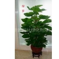 供应绿萝柱;商写字楼绿植租摆;市政绿化工程设计施工;绿化养护