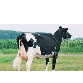 供应优质荷斯坦奶牛 高产黑白花奶牛