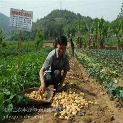 洋芋种子批发公司