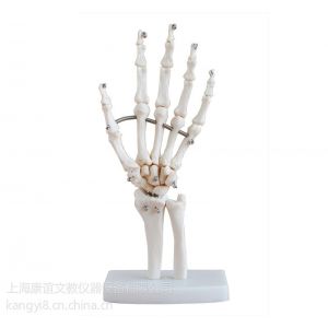 供应康谊牌KAY-X114自然大手关节模型人体手关节模型骨骼模型腕关节模型