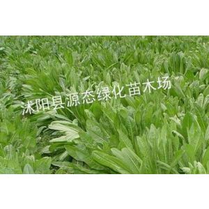 供应出售鲁梅克斯、串叶松香草、普那菊苣、苏丹草、苦买菜