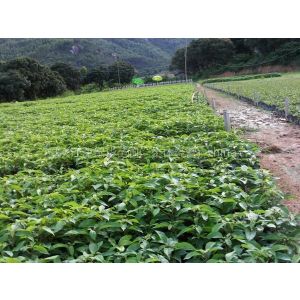 供應重慶香樟苗香樟樹重慶江津綠華苗圃供應各種規格香樟苗