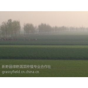 供应山东大葱供应