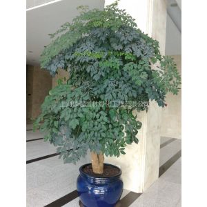 供应浦东花卉租赁公司、浦东植物租赁、浦东绿化公司