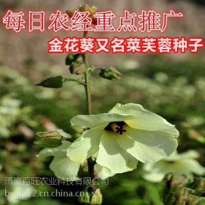 长期批发金花葵种子 菜芙蓉种子价格 中国供应商