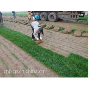 供应河北园林绿化草坪价格/草坪基地