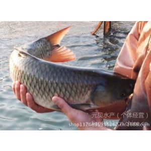 供应全国批发脆鲩鱼 脆鲩鱼 脆鱼 脆肉鲩 脆肉鲩鱼