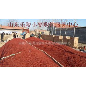 优质乐陵红枣批发产地金丝小枣供应代收