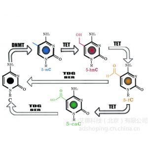 ӦDNA׻***Լ(A-P-2019)