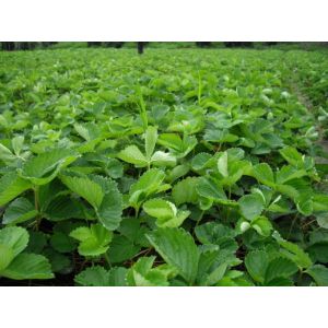 供应草莓苗报价 草莓苗园艺场 草莓苗果园价格 山东草莓苗种植 草莓苗图片