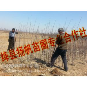 扬帆苗圃供应苹果成品苗，80公分至1.5米苹果成品苗