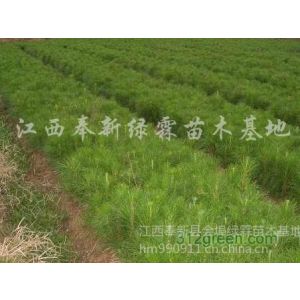 供应湿地松小苗|江西湿地松小苗基地|江西湿地松苗基地