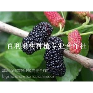 供应高端水果 桑葚是民间圣果之一