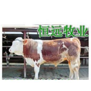 供应肉牛犊价格养肉牛利润肉牛养殖技术