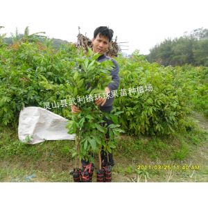 供应广西龙眼苗 龙眼果苗 灵山县龙眼树苗 批发龙眼苗，15207770444黄忠俊