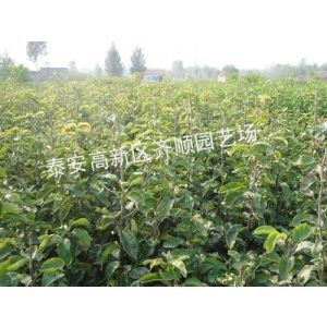 供应梨树苗2012价格 梨树苗多少钱 梨树苗价格 山东梨树苗价格