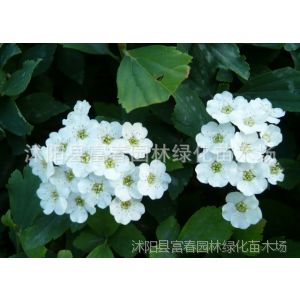 供应供麻三裂绣线菊,金山绣线菊,红花绣线菊,全国直销