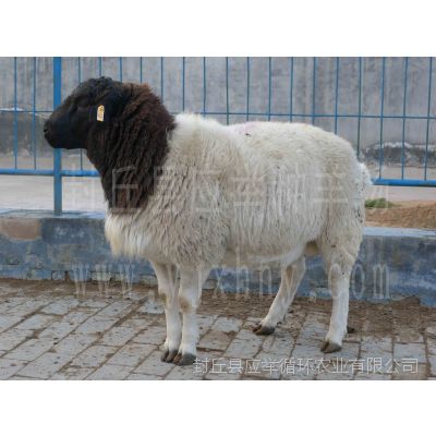 封丘县应举种羊场 供应纯种杜泊公羊 免费提供饲养技术