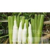 供应优质单季茭白苗