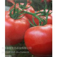 供应圣尼斯番茄种子，进口圆茄种子，进口黄瓜种子，水果黄瓜种子，产量高蔬菜种子