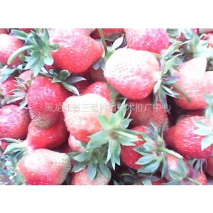 供应出售优质草莓苗