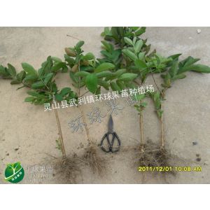 供应果树 果苗 [珍珠番石榴苗] 苗木|果苗|花木|种苗|果树苗|可批发环球果苗