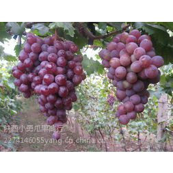 Ӧ2014***ֲ츻ʿƻ