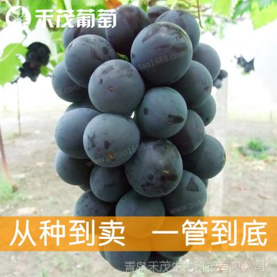 葡萄苗木基地直销藤稔葡萄苗/乒乓葡萄苗 嫁接高规格葡萄苗种苗