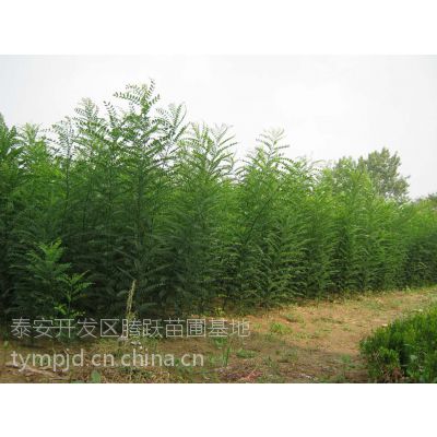 河北国槐树苗 河北国槐树苗价格 河北国槐树苗基地