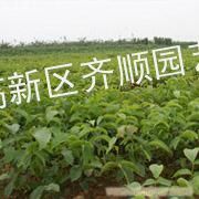 供应核桃树哪里有 山东核桃苗种苗价格 香玲核桃苗农户种植 果苗培育