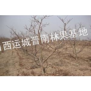 供应大量供应占地苹果树  山楂树  桃树  樱桃树