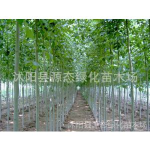 供应优质白蜡小苗 速生白蜡小苗 白蜡树苗 高1-1.5米高 量大***