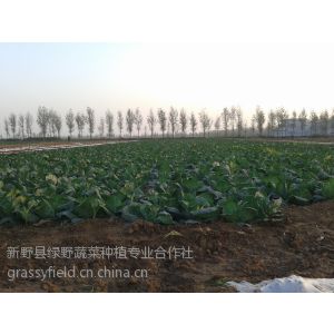 供应包菜供应  品牌“旺旺”