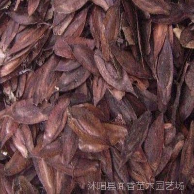 大量供应中药材种子 杜仲种子 杜仲小苗 播种方法 各类林木种子