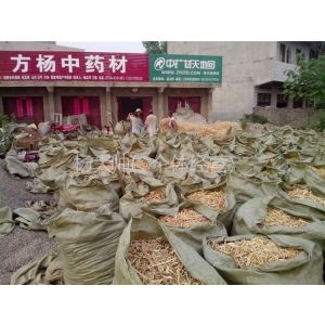 供应新过筛净货板蓝根籽,板蓝根种子，黑桑葚干大货，桔梗种子