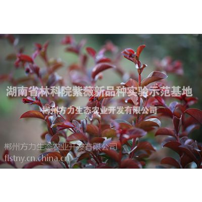 红叶紫薇淡淡香 美国三红紫薇