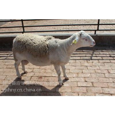 小尾寒羊价格小羊羔肉羊种羊养殖技术投资小利润高